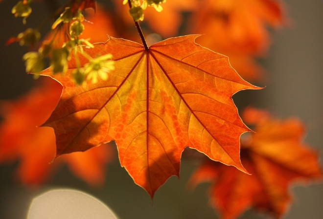 Макро, клен, осень, листья