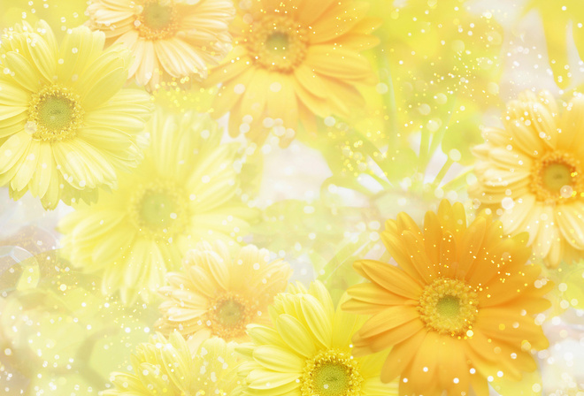 , , flowers, yellow, 