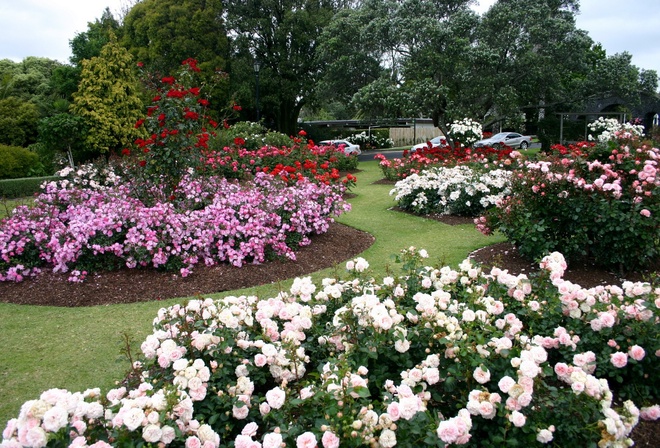 Parnell Rose Gardens,  , 