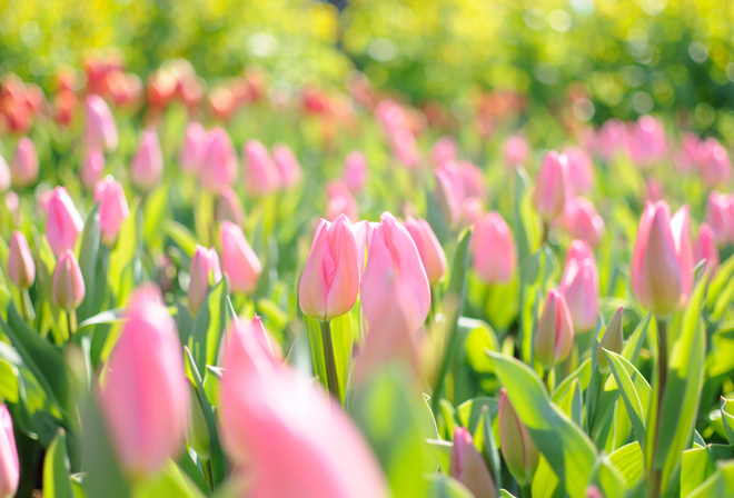 блики, розовое поле, тюльпаны, свет, весна, цветы обои на рабочий стол 1680 х 1050, фото 25085