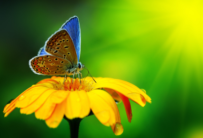 beautiful, butterfly, yellow flower, macro, nature, Water Drops, , ,  , , ,  