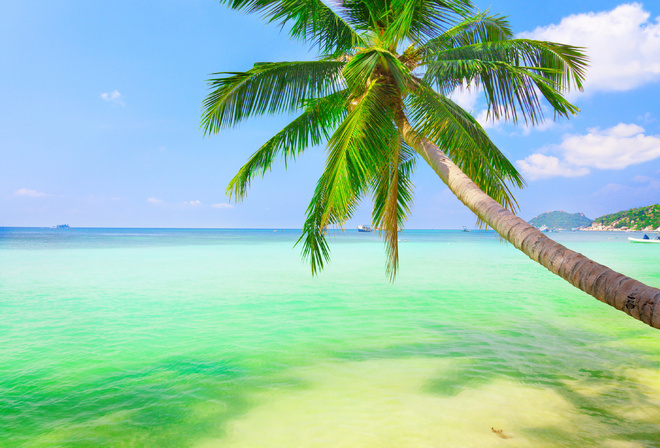 sea, weeping, coconut palm, nature, landscape, sky, clouds, , , 