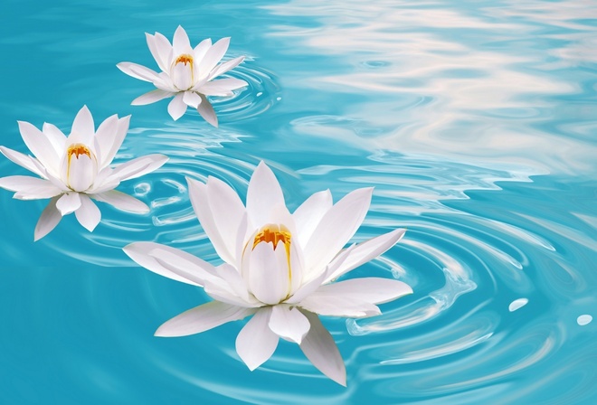 Lotus, , CGI, flowers