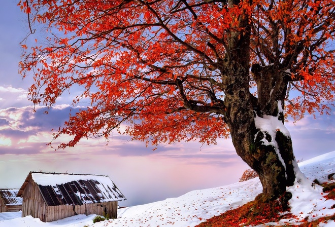снег, листья, дерево, осень