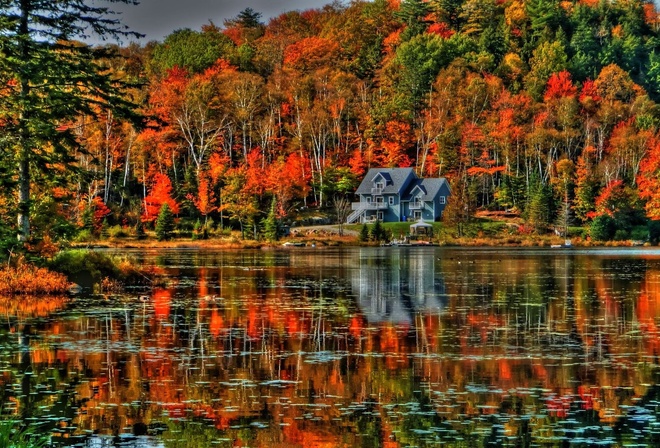 autumn, trees, lake, water, birds, leaves