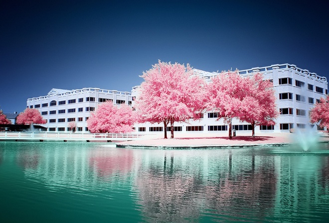 pink, trees, water, fount, building, sky
