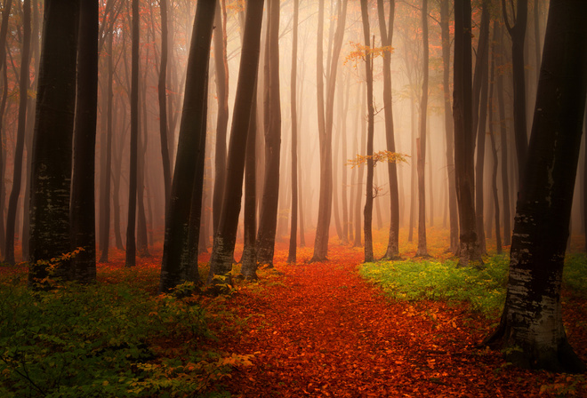 autum, tree, leaves, flower, sun, sunlight