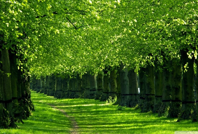 forest, tree, leaves, green, grass