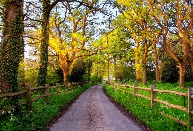country, path, tree, fence