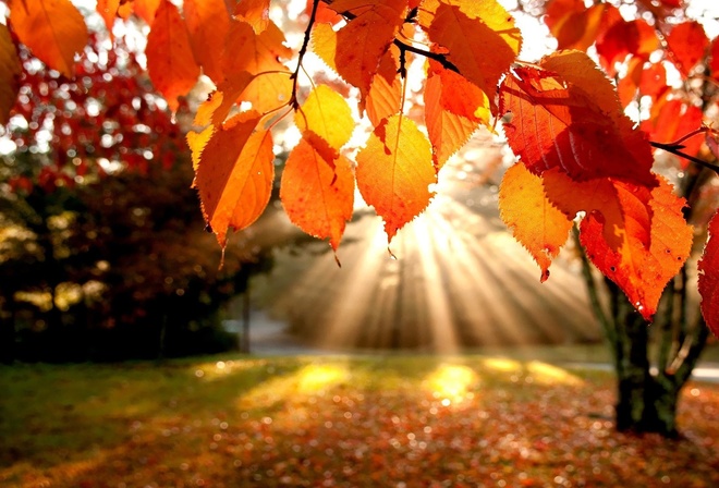 autumn, sunlight, tree, leaves