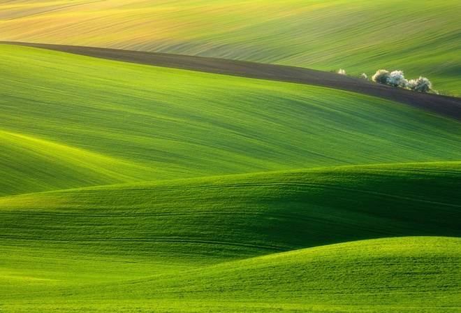 spectacular, green, fields, hills, tree