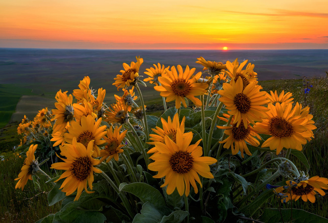 , , , Steptoe Butte State Park, , , , , Balsamorhiza sagittata