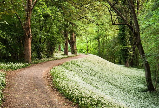 grass, tree, path, green, forest