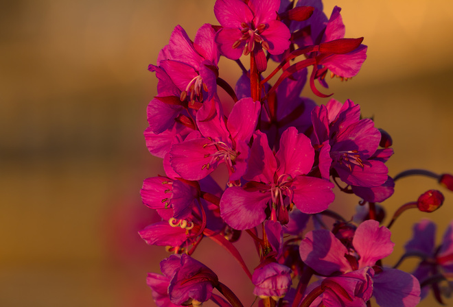 Blooming Sally, flowers, Macro