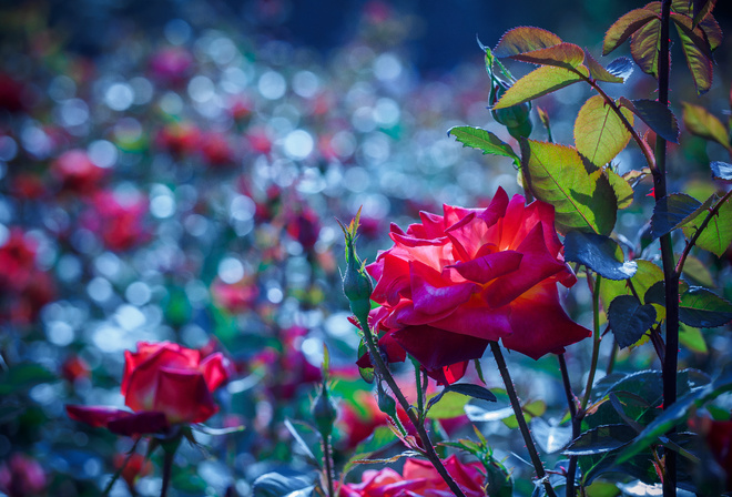 BRANCH, foliage, Flowers, rose, Macro