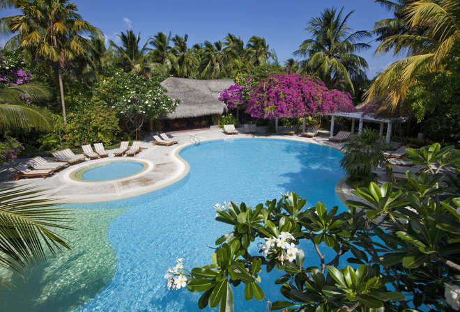 Maldives, bungalow, pool, Sunbeds, Palms, Trees