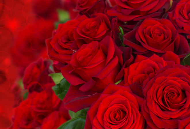 Roses, bouquet, BUDS