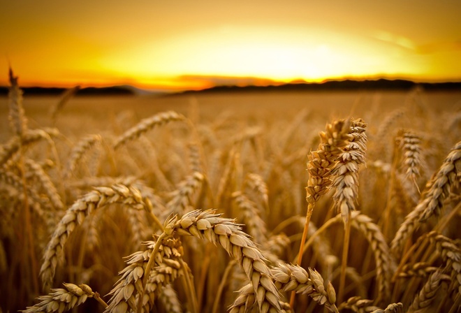 plants, nature, yellow, grass, fields, sunset