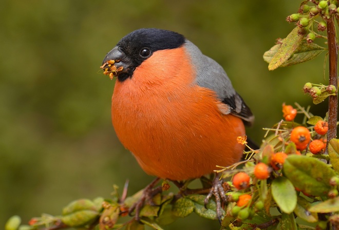 ,  , , Eurasian, bullfinch, 