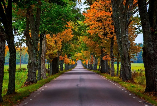 road, leaves, tree, branch