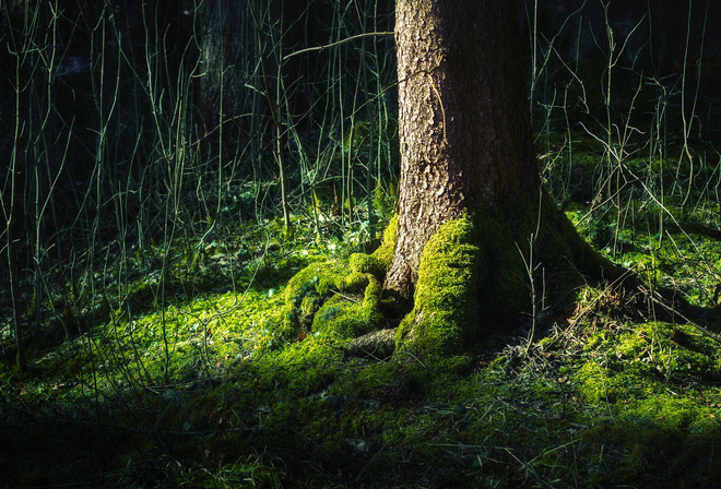 thigh, green, forest, root, tree