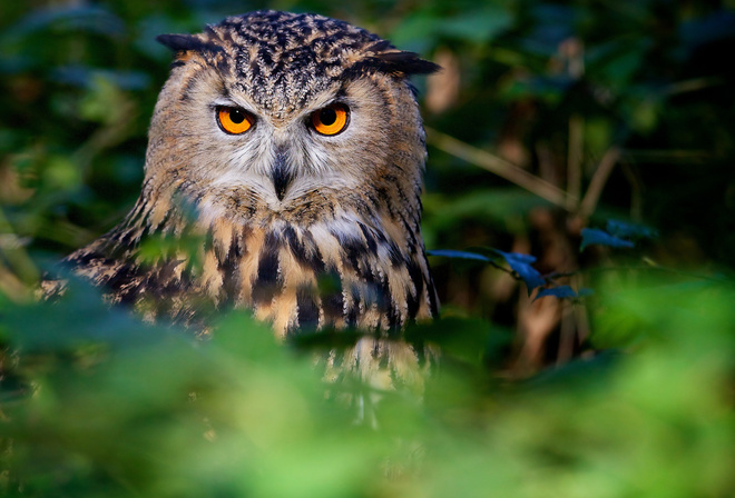 owl, tree, watching, bird