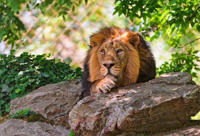 lion, resting, tree, stone, wild cat