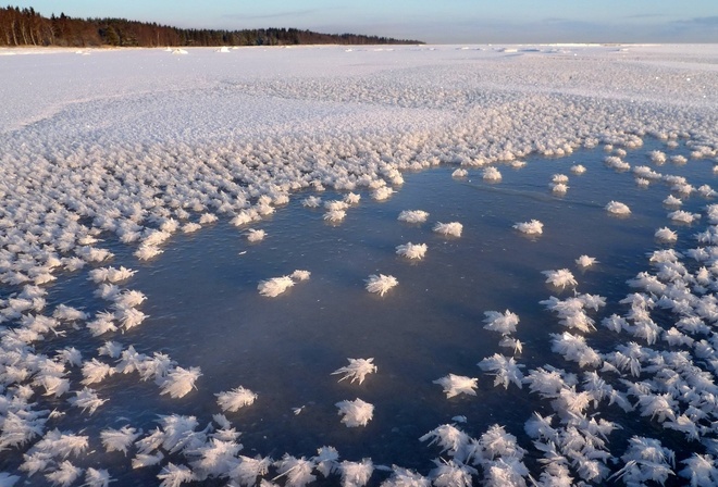 frozen, ice, tree, ocean