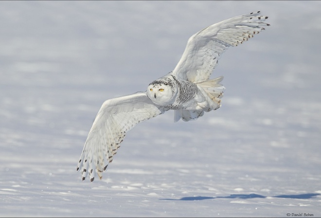 , , , , snowy, owl, , 