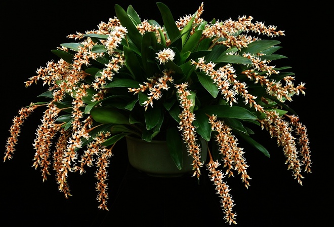 , Dendrochilum, cootesii, 