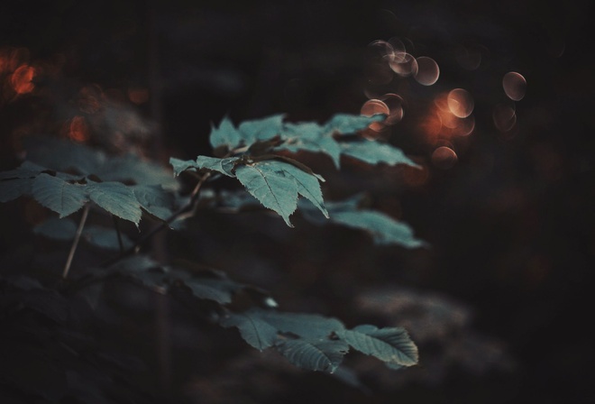 macro, plants, nature, leaves