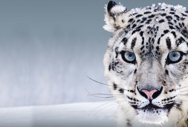 Snow, Leopard, 