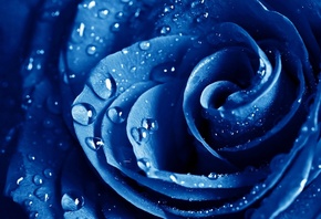 , , The blue rose, 