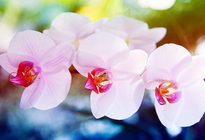 , , Orchid, 