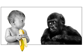 friendship, gorilla, The person, banana