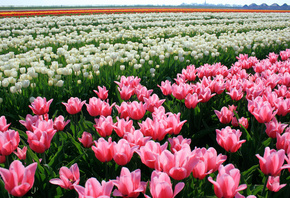 tulips, , , , , 