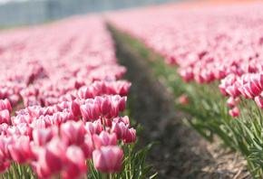 , , , , tulips, , 