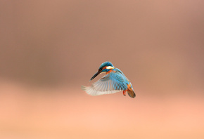 kingfisher, alcedo atthis, , 