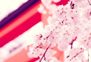 flower, , , , japan, , , sakura