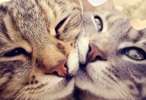 cats, love, black and white, in love, sweet, animals, bokeh, cute