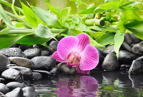 , orchid, , , , , 