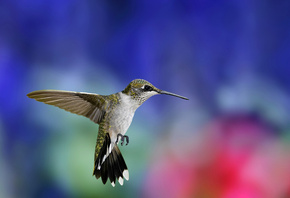 , , , Hummingbird, , , 