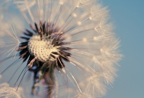 , , , dandelion, , , , ,  ...