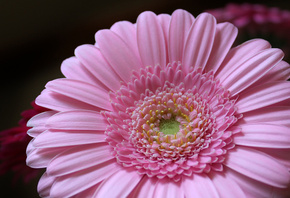 , petals, pink, flower, , , , gerbera
