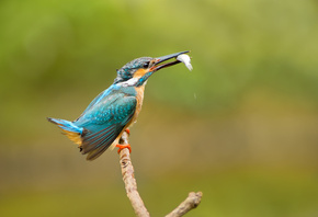  , alcedo atthis, kingfisher, , 