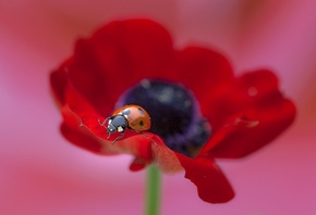 , , ,  , flower, poppy, macro, ladybug