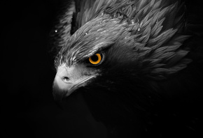 Golden Eagle,  , , , , 