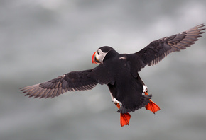 ,  , , bird, Fratercula arctica, Puffin, flying