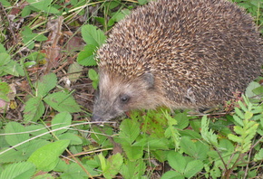 , ,  , hedgehog, glass