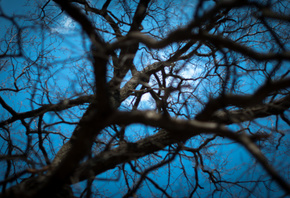 , , , , , , , depth, tree, sky, tree, branches, web, spring